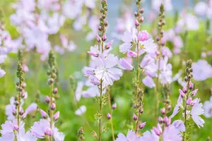 sidalcea hybr. 'elsie heugh' P9 - afbeelding 3