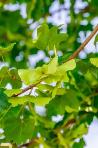 acer camp. 'elsrijk' 20/25 - afbeelding 5