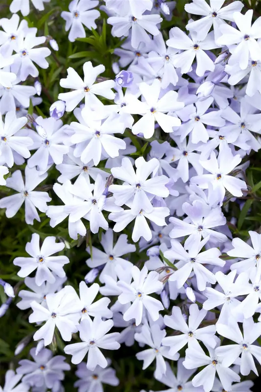 Phlox (s) 'Emerald Cushion Blue' P9 - afbeelding 1