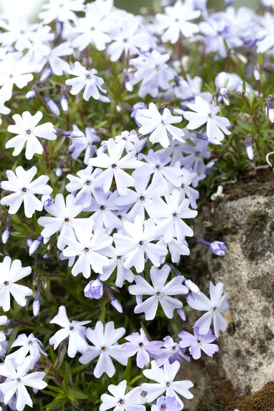 Phlox (s) 'Emerald Cushion Blue' P9 - afbeelding 2