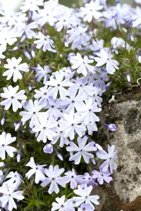 Phlox (s) 'Emerald Cushion Blue' P9 - afbeelding 2