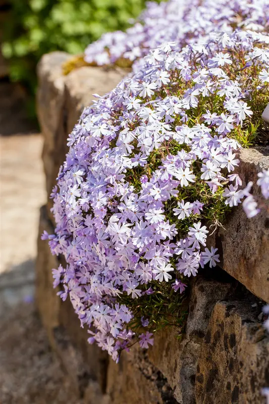 Phlox (s) 'Emerald Cushion Blue' P9 - afbeelding 5