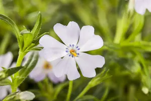 Emerald Cushion Blue - afbeelding 3