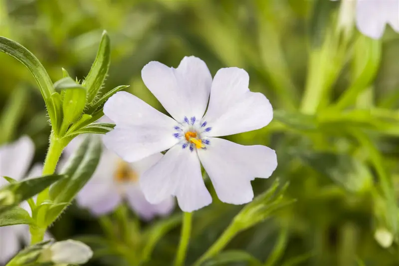 Phlox (s) 'Emerald Cushion Blue' P9 - afbeelding 3