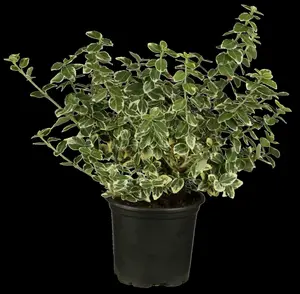 euonymus fort. 'em. gaiety' P9 - afbeelding 5