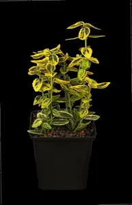 euonymus fort. 'em. 'n gold' P9 - afbeelding 5