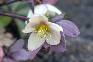 helleborus nigercors 'emma' P9 - afbeelding 4