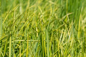 calamagrostis acut. 'england' P9 - afbeelding 2