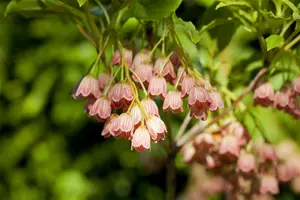 Red Bells