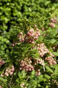 enkianthus campanulatus (125-150 cm) - afbeelding 2