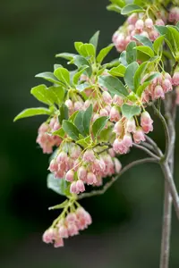 enkianthus campanulatus (125-150 cm) - afbeelding 4