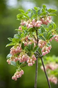 enkianthus campanulatus (125-150 cm) - afbeelding 5