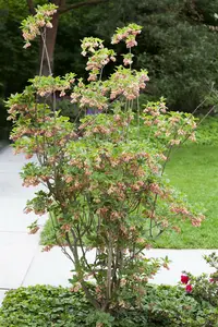 Enkianthus campanulatus 40- 50   C - afbeelding 3