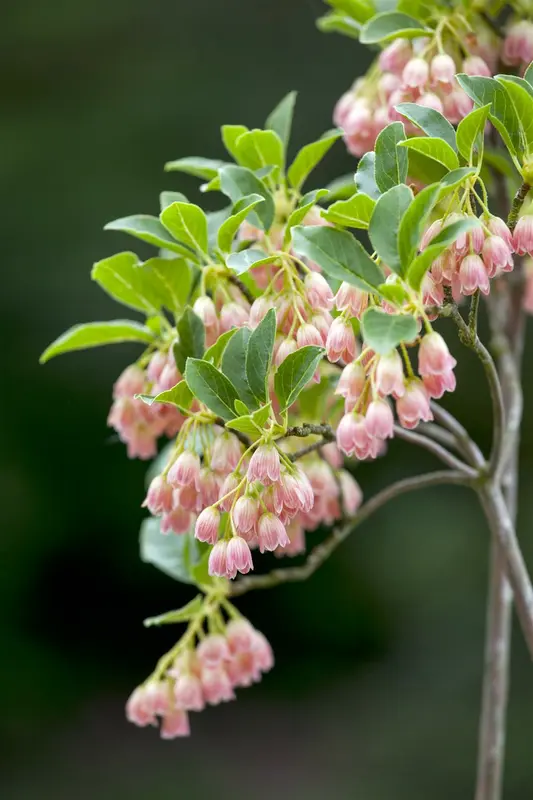 Enkianthus campanulatus 80-100   C25 - afbeelding 4