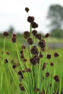 juncus ensifolius P9 - afbeelding 3