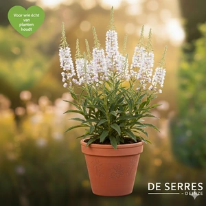 Epilobium angustifolium 'Album' P9