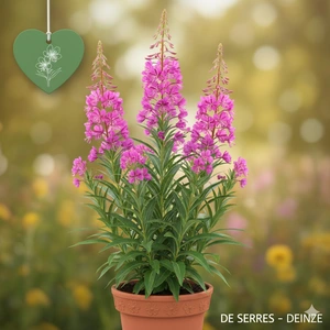 Epilobium angustifolium P9