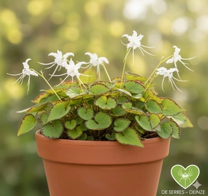Epimedium grandiflorum 'Nanum' P9