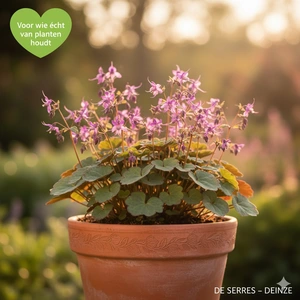 Epimedium grandiflorum 'Purple Pixie' P9