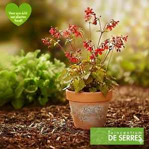 Epimedium grandiflorum 'Red Beauty' P9