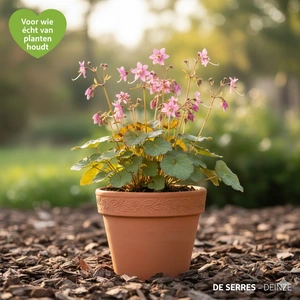 Epimedium grandiflorum 'Rose Queen' P9