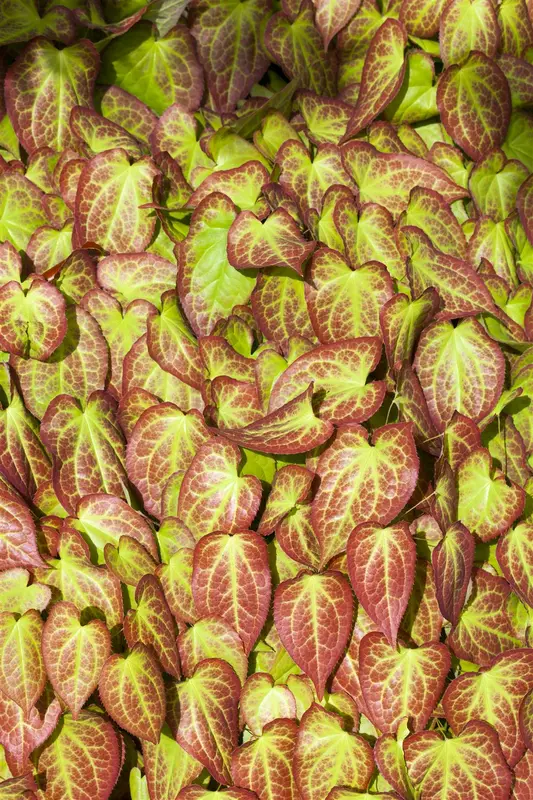 Epimedium grand. 'Sasaki' P9 - afbeelding 2