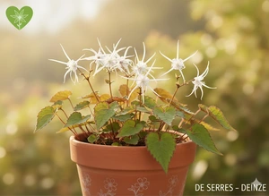 Epimedium grandiflorum 'White Queen' P9