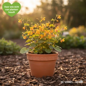 Epimedium x cultorum 'Amber Queen' P9 - afbeelding 2