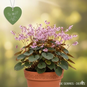 Epimedium x cultorum 'Pink Elf' P9