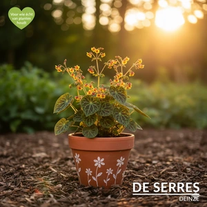 Epimedium pinnatum ssp. colchicum 'Black Sea' P9