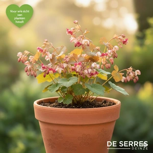 Epimedium x rubrum 'Galadriel' P9