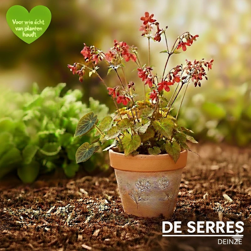 Epimedium x youngianum 'Roseum' P9