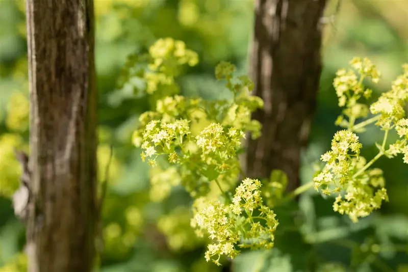 Alchemilla epipsila P9