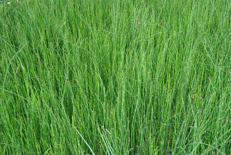 scirpoides