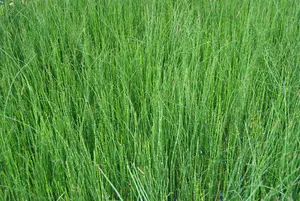 scirpoides