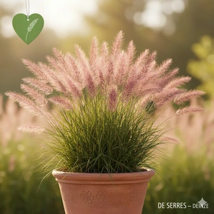 Eragrostis spectabilis 'Purpurflirren' P9