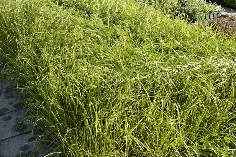 Eragrostis trichodes P9