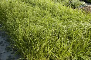 Eragrostis trichodes P9