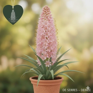 Eremurus robustus 'Rosea'