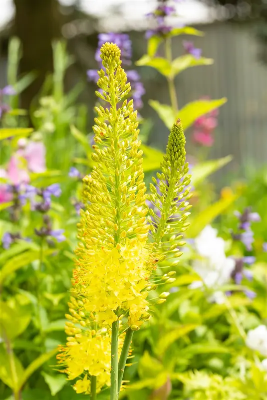 eremurus stenophyllus ( bungei) geel-jaune - afbeelding 2