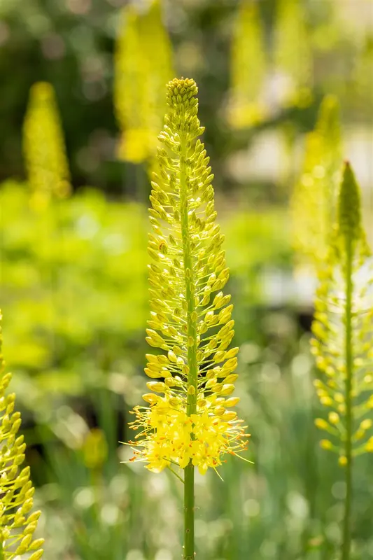 eremurus stenophyllus ( bungei) geel-jaune - afbeelding 3