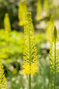 eremurus stenophyllus ( bungei) geel-jaune - afbeelding 3