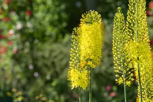 eremurus stenophyllus ( bungei) geel-jaune - afbeelding 3