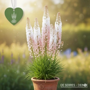 Eremurus x isabellinus 'Line Dance'