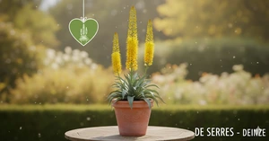 Eremurus x isabellinus 'Tap Dance'