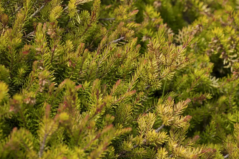 Erica carnea rood/rouge 10- 12   P10,5 - afbeelding 2