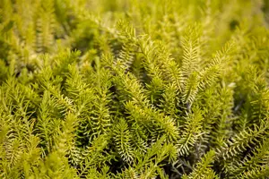 Erica carnea rood/rouge 10- 12   P10,5 - afbeelding 5