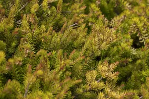 Erica carnea rood/rouge 20- 25   C2 - afbeelding 2