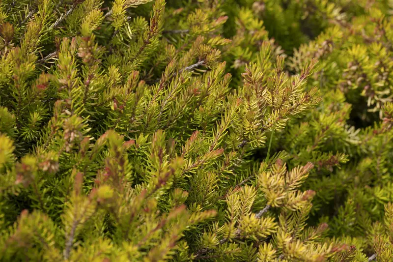 Erica carnea roze/rose 10- 12   P10,5 - afbeelding 2