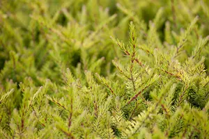 Erica carnea roze/rose 10- 12   P10,5 - afbeelding 4